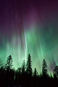 Preview wallpaper trees, silhouettes, northern lights, night