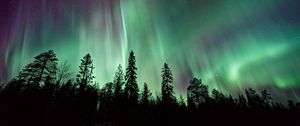 Preview wallpaper trees, silhouettes, northern lights, night