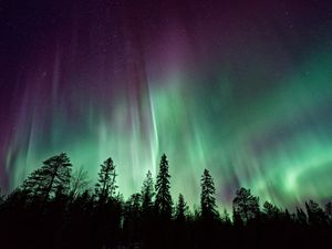 Preview wallpaper trees, silhouettes, northern lights, night