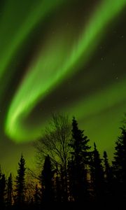 Preview wallpaper trees, silhouettes, northern lights, night, dark