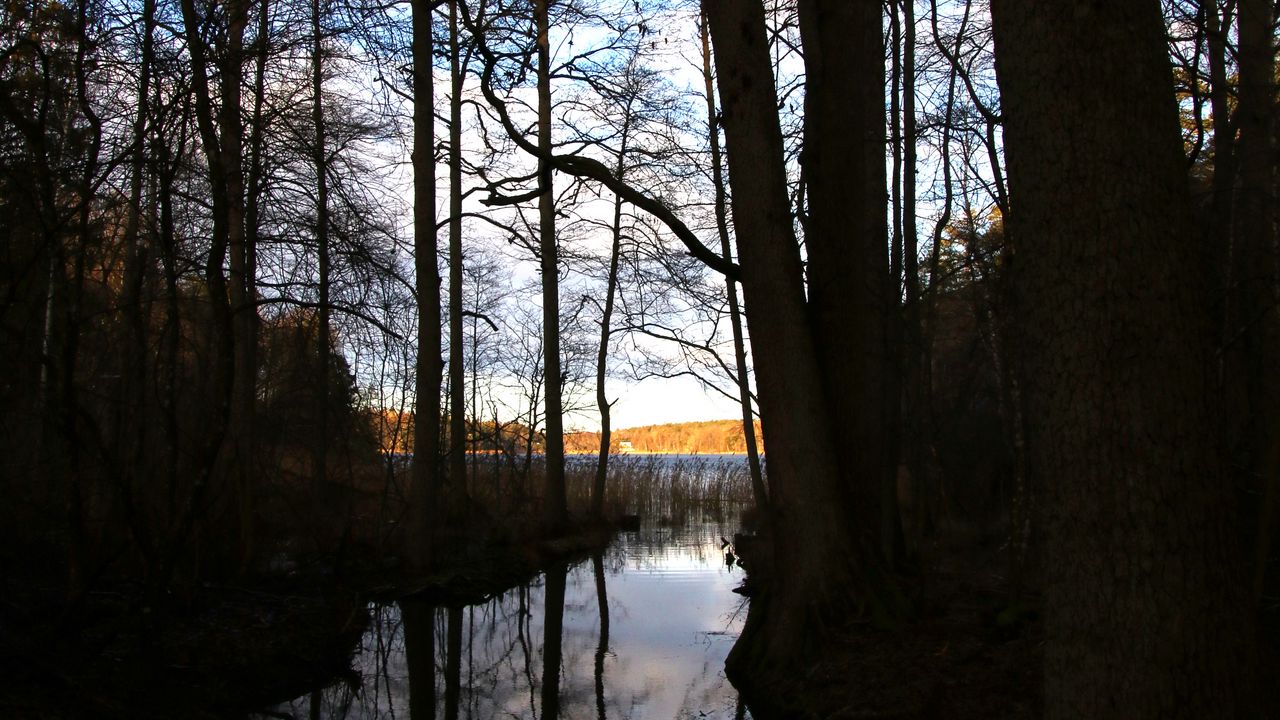 Wallpaper trees, silhouettes, river, nature, dark
