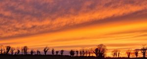 Preview wallpaper trees, silhouettes, sky, evening, dark