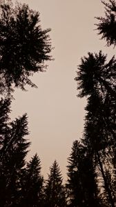 Preview wallpaper trees, silhouettes, sky, dusk