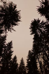Preview wallpaper trees, silhouettes, sky, dusk