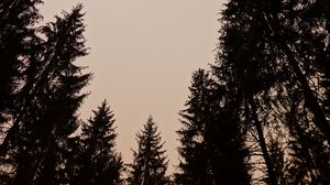 Preview wallpaper trees, silhouettes, sky, dusk