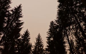 Preview wallpaper trees, silhouettes, sky, dusk