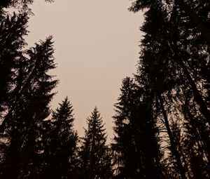 Preview wallpaper trees, silhouettes, sky, dusk