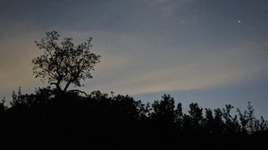 Preview wallpaper trees, silhouettes, sky, stars, night, dark