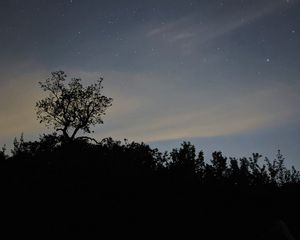 Preview wallpaper trees, silhouettes, sky, stars, night, dark
