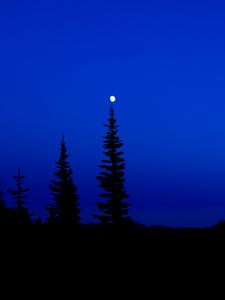 Preview wallpaper trees, silhouettes, sky, night, dark, blue