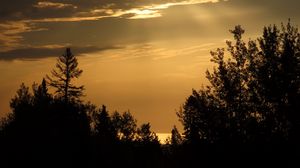 Preview wallpaper trees, silhouettes, sky, clouds, dark