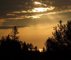 Preview wallpaper trees, silhouettes, sky, clouds, dark