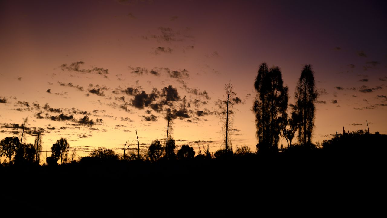 Wallpaper trees, silhouettes, sky, evening