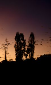 Preview wallpaper trees, silhouettes, sky, evening