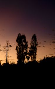 Preview wallpaper trees, silhouettes, sky, evening