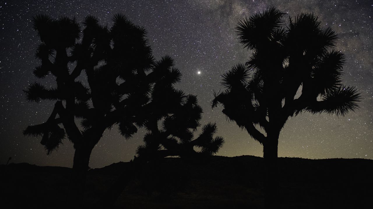 Wallpaper trees, silhouettes, starry sky, dark, night