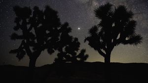 Preview wallpaper trees, silhouettes, starry sky, dark, night