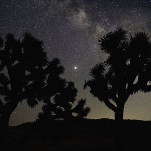 Preview wallpaper trees, silhouettes, starry sky, dark, night