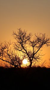 Preview wallpaper trees, silhouettes, sunset, dark, sun