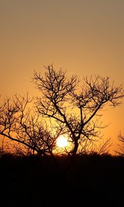 Preview wallpaper trees, silhouettes, sunset, dark, sun
