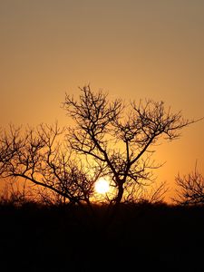 Preview wallpaper trees, silhouettes, sunset, dark, sun
