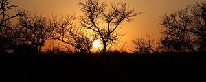 Preview wallpaper trees, silhouettes, sunset, dark, sun