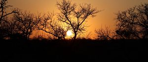 Preview wallpaper trees, silhouettes, sunset, dark, sun