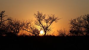 Preview wallpaper trees, silhouettes, sunset, dark, sun