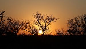 Preview wallpaper trees, silhouettes, sunset, dark, sun