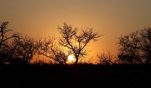 Preview wallpaper trees, silhouettes, sunset, dark, sun