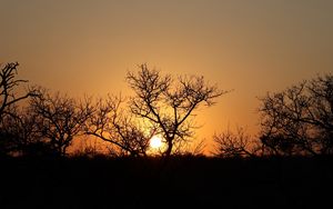 Preview wallpaper trees, silhouettes, sunset, dark, sun