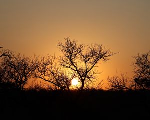 Preview wallpaper trees, silhouettes, sunset, dark, sun