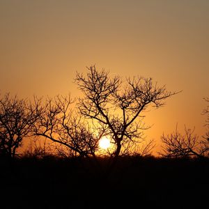 Preview wallpaper trees, silhouettes, sunset, dark, sun