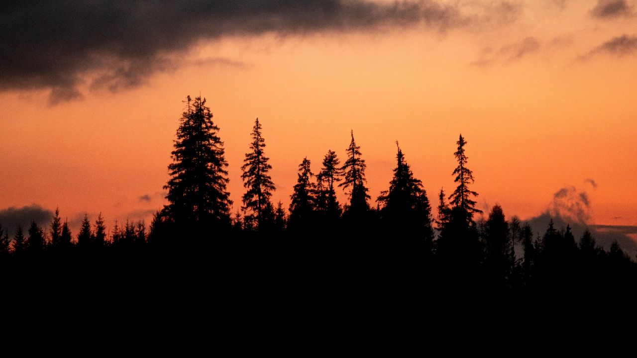 Wallpaper trees, silhouettes, sunset, dusk