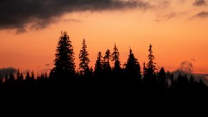 Preview wallpaper trees, silhouettes, sunset, dusk