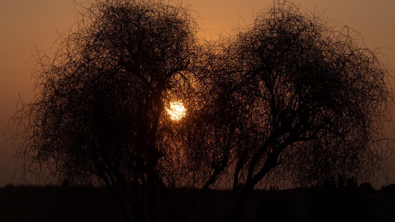 Wallpaper trees, silhouettes, sunset, sun, dark