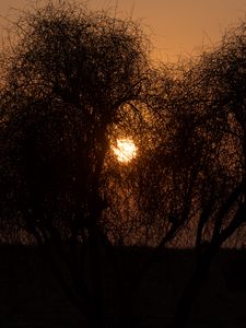 Preview wallpaper trees, silhouettes, sunset, sun, dark