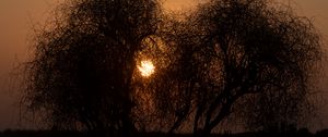 Preview wallpaper trees, silhouettes, sunset, sun, dark