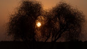 Preview wallpaper trees, silhouettes, sunset, sun, dark