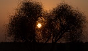 Preview wallpaper trees, silhouettes, sunset, sun, dark