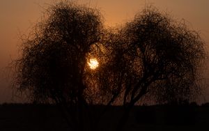 Preview wallpaper trees, silhouettes, sunset, sun, dark