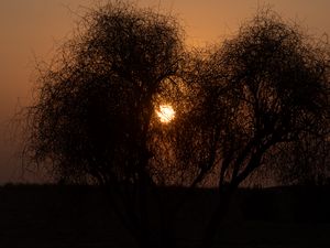 Preview wallpaper trees, silhouettes, sunset, sun, dark