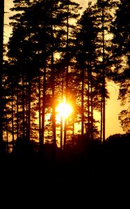 Preview wallpaper trees, silhouettes, sunset, sun, dark, evening