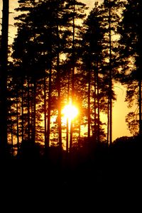 Preview wallpaper trees, silhouettes, sunset, sun, dark, evening
