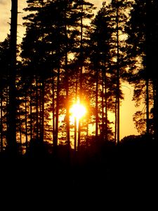 Preview wallpaper trees, silhouettes, sunset, sun, dark, evening