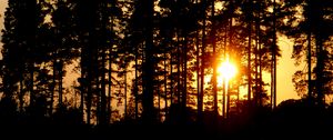 Preview wallpaper trees, silhouettes, sunset, sun, dark, evening