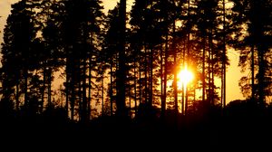 Preview wallpaper trees, silhouettes, sunset, sun, dark, evening