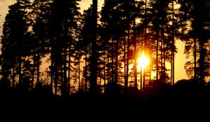 Preview wallpaper trees, silhouettes, sunset, sun, dark, evening