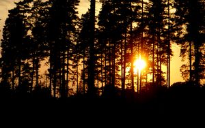 Preview wallpaper trees, silhouettes, sunset, sun, dark, evening