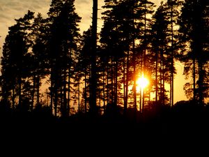 Preview wallpaper trees, silhouettes, sunset, sun, dark, evening